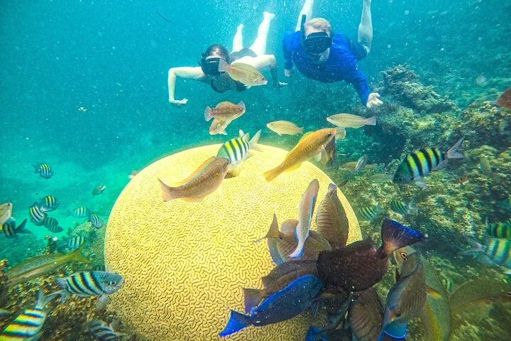 Family Snorkel Catamaran: Coral Quest