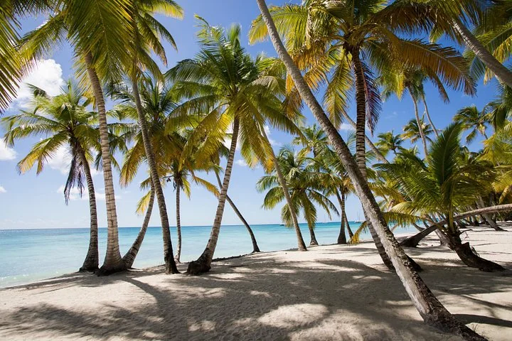 Saona Island Day Trip with Lunch and Open Bar